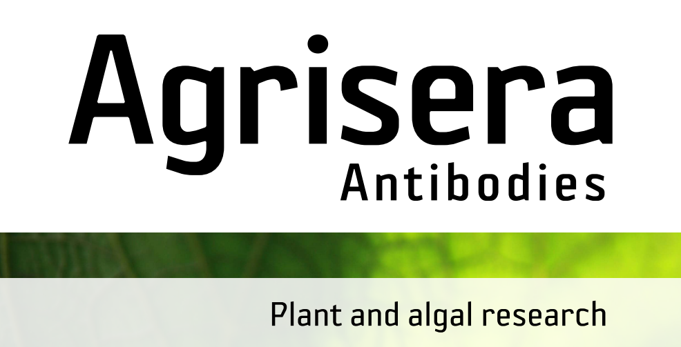 Agrisera MicroRNA相關(guān)研究植物蛋白抗體火熱促銷中！